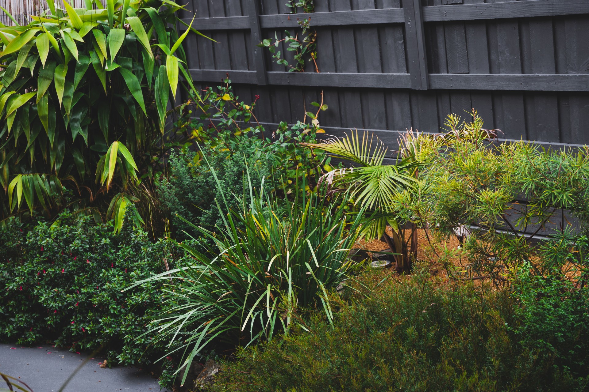 lush backyard garden with australian native plants, palm trees, bamboo and flax